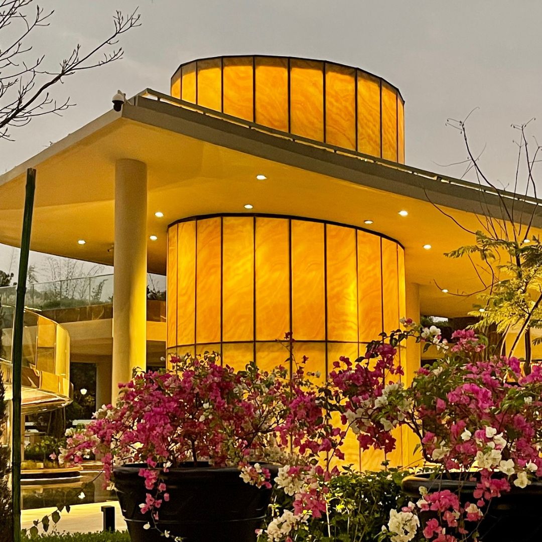 DLF Camellias